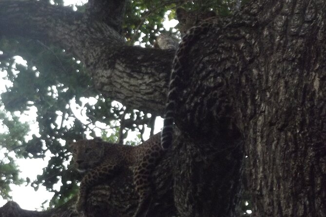 Full Day Safari Tour in Yala National Park - The early start and hotel pickup