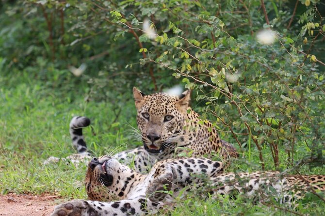 Full day Safari - Yala National Park - 04.30 am to 06.00 pm with - Janaka safari - Key points before you book