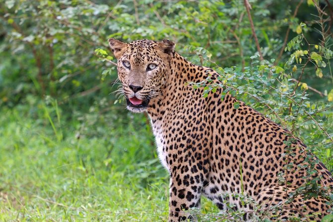 Full day Safari - Yala National Park - 04.30 am to 06.00 pm with - Janaka safari - Why a full day matters in Yala