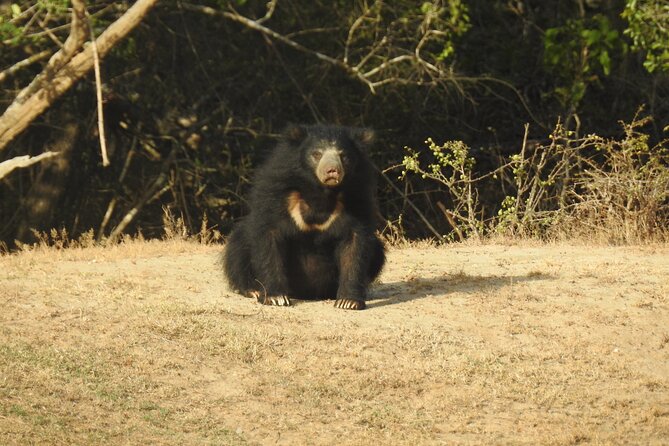 Full day Safari - Yala National Park - 04.30 am to 06.00 pm with - Janaka safari - Searching for Yala’s leopard