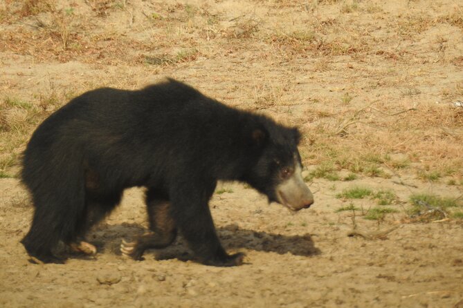 Full day Safari - Yala National Park - 04.30 am to 06.00 pm with - Janaka safari - The other animals you may see