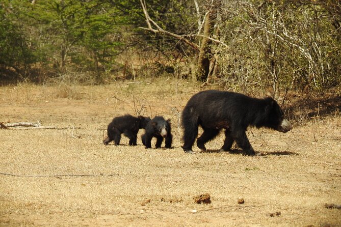 Full day Safari - Yala National Park - 04.30 am to 06.00 pm with - Janaka safari - Breakfast, lunch, and the midday pause