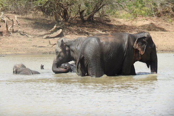Full day Safari - Yala National Park - 04.30 am to 06.00 pm with - Janaka safari - How much value do you get for $57.99?