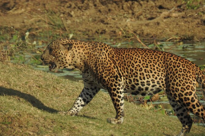 Full day Safari - Yala National Park - 04.30 am to 06.00 pm with - Janaka safari - What the guide can change