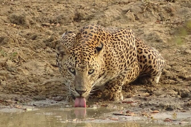 A leopard drinking at a waterhole in Yala National Park