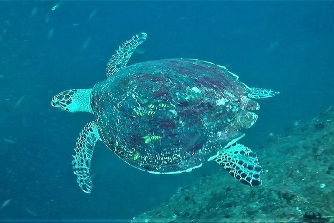 Fun Dives For Certified Divers - The meeting point at Sun Diving Sri Lanka