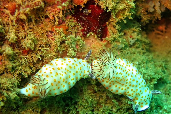 Fun Dives For Certified Divers - What the boat trip and underwater session are like