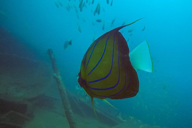 Fun Dives For Certified Divers - The guides and the safety side