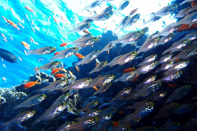 Fun Dives For Certified Divers - Choosing among 16 underwater sites