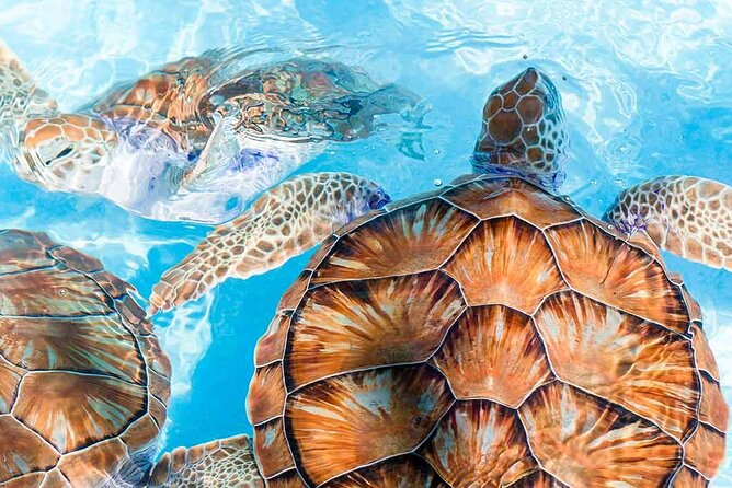 Galle and Bentota Day Tour From Colombo and Negombo - Two hours on Madu Ganga’s mangrove waterways
