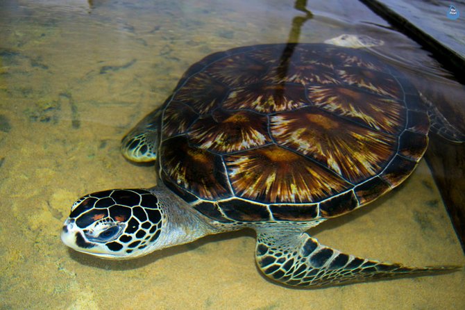 Galle Day Tour: Boat Safari, Dutch Fort, Stick Fishing & Turtles - Why this route works from Bentota