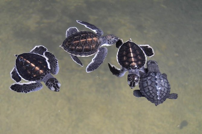Galle Day Tour: Boat Safari, Dutch Fort, Stick Fishing & Turtles - Moonstones at Beruwalage Mine
