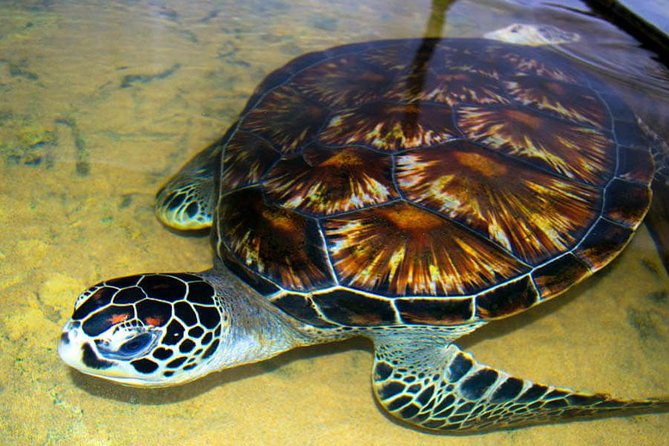 Galle Day Tour from Colombo or Negombo by Private Car , Van with Driver - Hikkaduwa Beach for another coastal pause