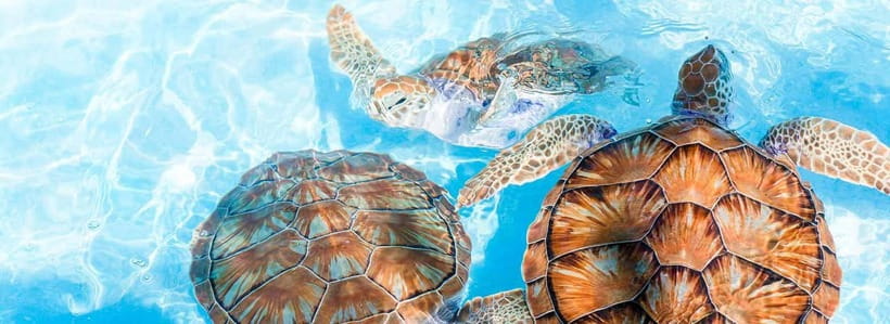 Galle Day Trip - River Safari, Sea Turtle & Stilt Fishermen - Lunch, water, and the real value of $80