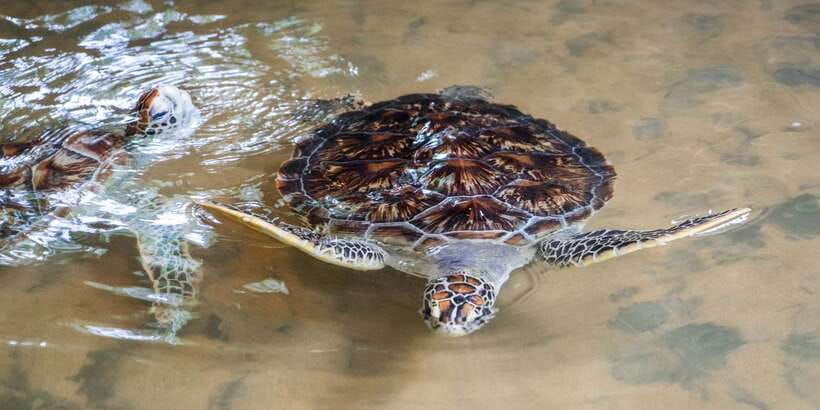 Galle Day Trip with River Safari, Sea Turtles & Tea Factory - Is $95 per person good value?