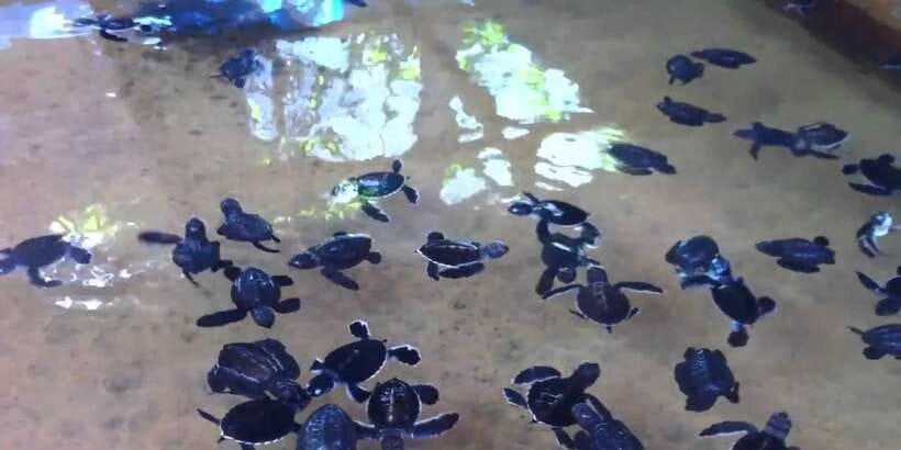 Galle Day Trip with River Safari, Sea Turtles & Tea Factory - What the private format adds