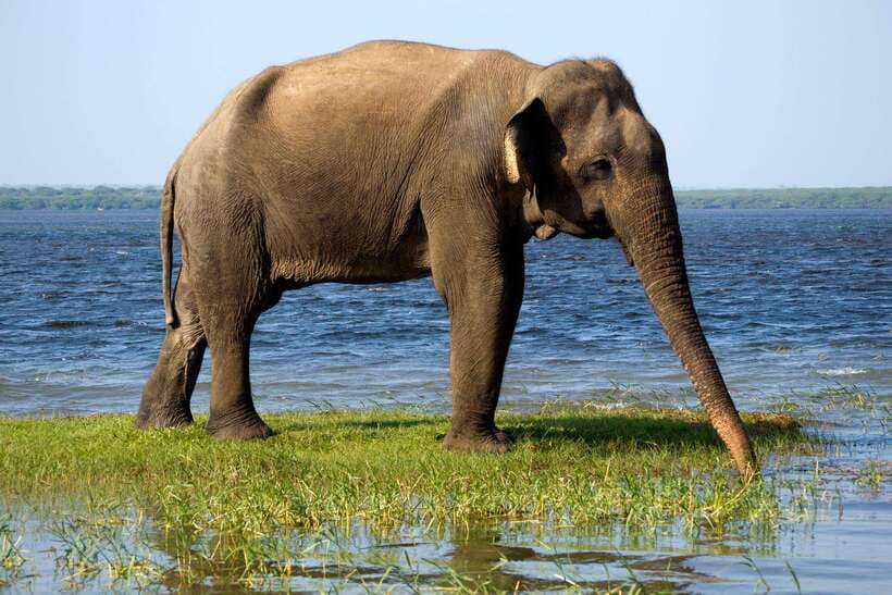 Galle/Mirissa/Hiriketiya: Drop to Ella & Udawalawa Safari - The drive onward to Ella