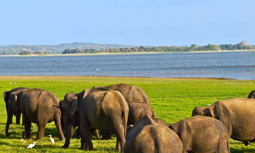 Galle/Mirissa/Hiriketiya: Drop to Ella & Udawalawa Safari - FAQ