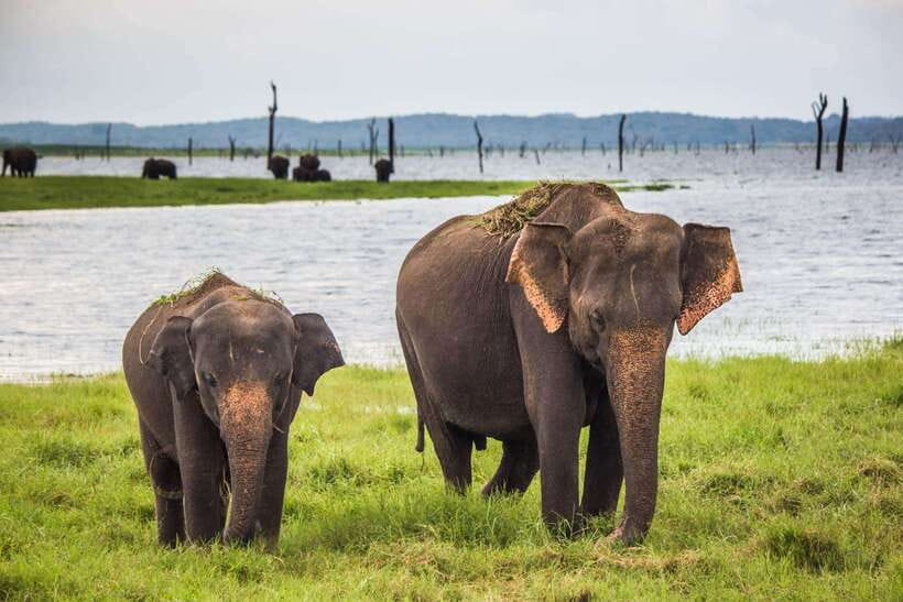 Galle/Mirissa/Hiriketiya: Drop to Ella & Udawalawa Safari - Changing cars at Udawalawe National Park
