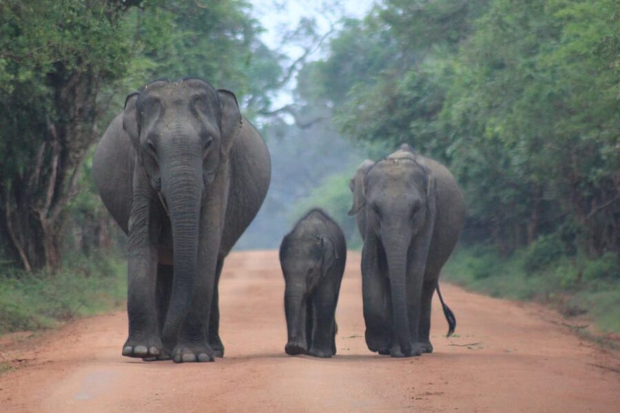 GALLE/MIRISSA/TANGALLE/HIRIKETIYA DROP to ELLA & YALA SAFARI - Which kind of visitor should book this?