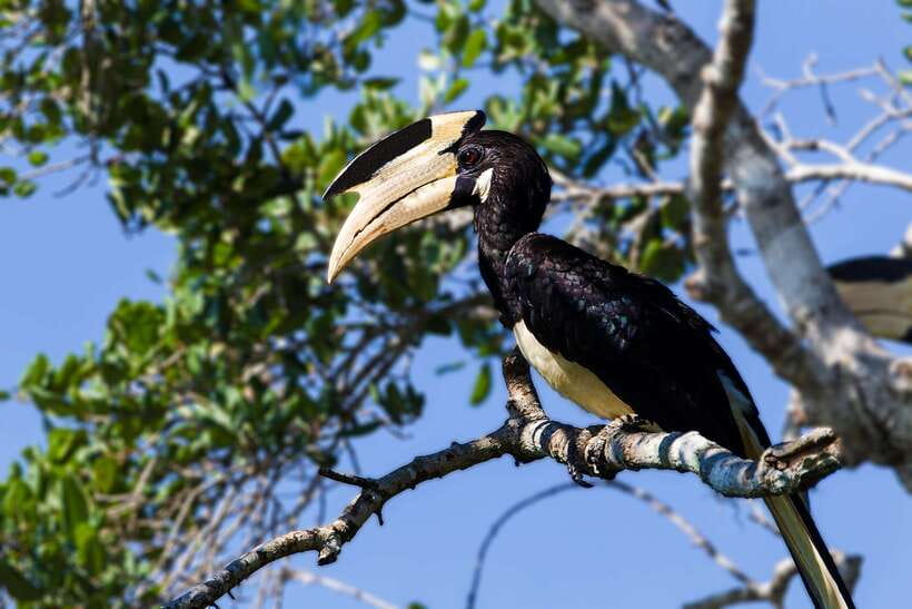 Galle/Mirissa/Tangalle: Transfer to Ella & Yala Safari - The ride from Yala to Ella
