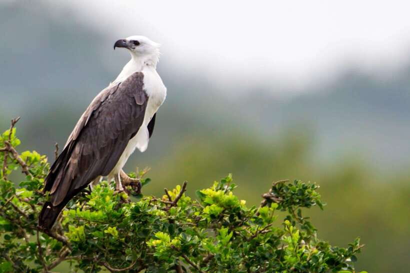Galle/Mirissa/Tangalle: Transfer to Ella & Yala Safari - Who will enjoy this experience?