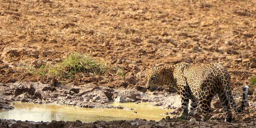 Galle/Mirissa: Yala & Udawalawe Safari Day Trip with Picnic - Final call: a smart but demanding wildlife shortcut