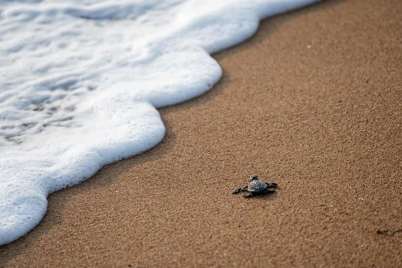 Galle Private Day Tours with Sea Turtles visit & Boat Safari - What the private vehicle changes