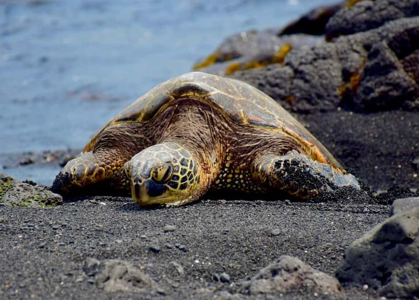 Galle Private Day Tours with Sea Turtles visit & Boat Safari - Food, local stops, and the risk of pressure