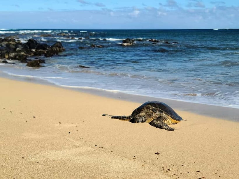Galle Private Day Tours with Sea Turtles visit & Boat Safari - Is the $45 price good value?
