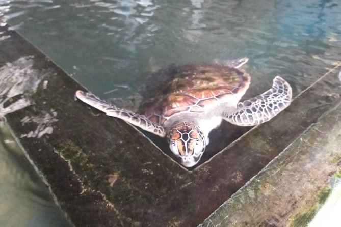 Galle sightseeing tour - Habaraduwa’s turtle hatchery, a short but worthwhile stop