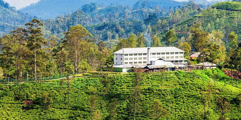 Galle/Weligama/Mirissa/Hiriketiya/Tangalle: Day Trip to Ella - Uva Halpewatte explains Sri Lanka’s tea trade