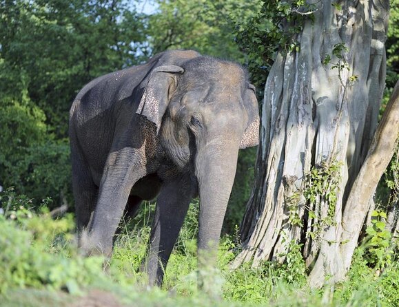 GO WILD! Double Safari Day Trip (Yala & Udawalawe) - Private & All Inclusive - Two parks, one very long day