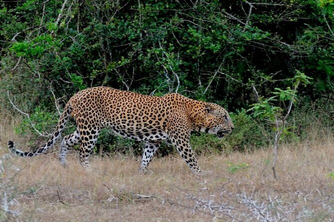 GO WILD! Double Safari Day Trip (Yala & Udawalawe) - Private & All Inclusive - Pickup from Galle and the southern coast