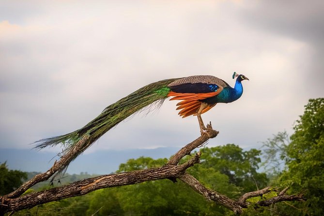 GO WILD! Double Safari Day Trip (Yala & Udawalawe) - Private & All Inclusive - What the strongest experiences have in common