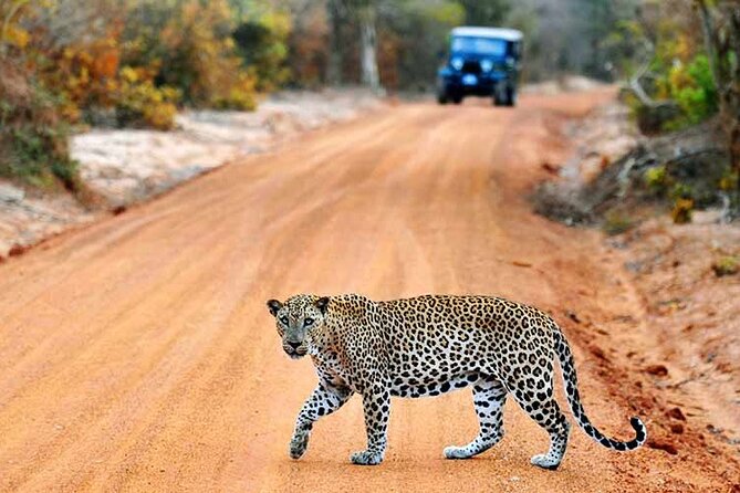 GO WILD! Double Safari Day Trip (Yala & Udawalawe) - Private & All Inclusive - The Elephant Transit Home and its limits