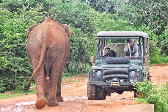 Guided Leopard Safari in Yala National Park in a Land Rover Defender - Key points at a glance
