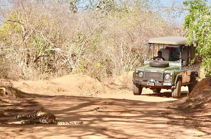 Guided Leopard Safari in Yala National Park in a Land Rover Defender - What you might see besides a leopard