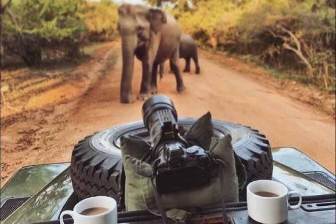 Guided Leopard Safari in Yala National Park in a Land Rover Defender - Naveen’s guiding style