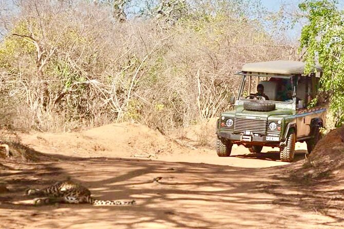 Guided Leopard Safari in Yala National Park in a Land Rover Defender - Is the $108 price good value?