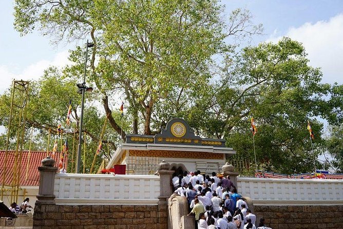 Half day tour - in Sacred city of Anuradhapura Or sacred city of Mihintale. - Starting at Jaya Sri Maha Bodhi at 8:30 am