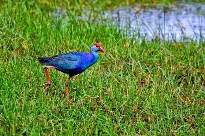Half Day Tour to Muthurajawela, Lagoon, Dutch Canal and Mangroves - Key points to know before booking