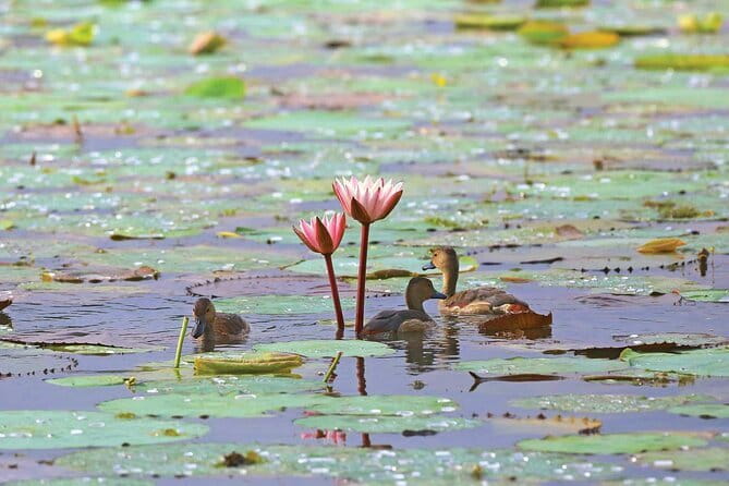 Half Day Tour to Muthurajawela, Lagoon, Dutch Canal and Mangroves - A quiet side of Negombo, reached by water