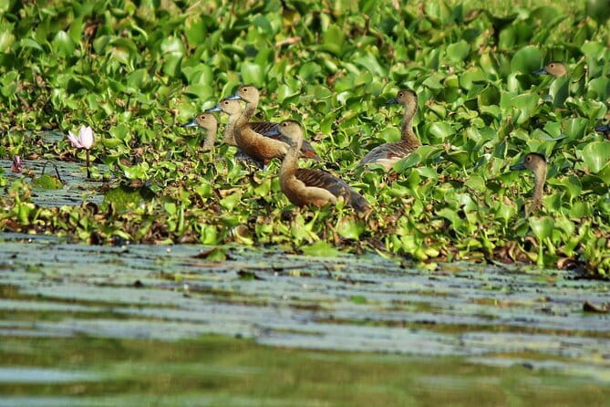 Half Day Tour to Muthurajawela, Lagoon, Dutch Canal and Mangroves - What the three-hour length really means