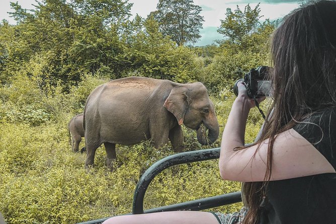 Half Day Udawalawe Safari (Entrance + Lunch) - Key points at a glance
