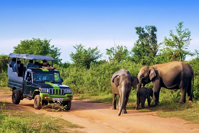 Half Day Udawalawe Safari (Entrance + Lunch) - What the animal sightings can be like