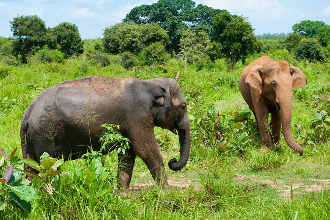 Half Day Udawalawe Safari (Entrance + Lunch) - What the $152 price really covers
