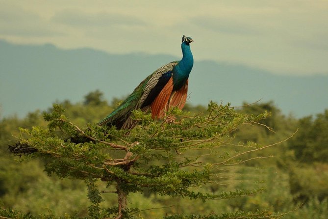 Half Day Udawalawe Safari (Entrance + Lunch) - Who should book this safari