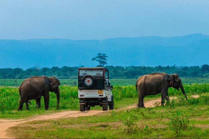 Half Day Udawalawe Safari from Kalutara (Entrance + Lunch) - Lunch and the useful all-in price