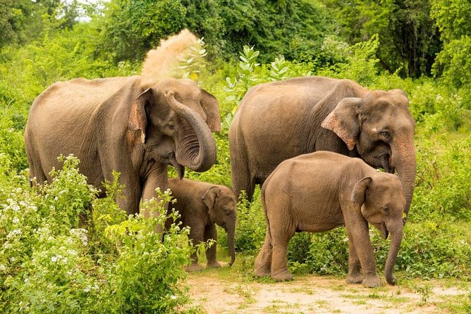 Half Day Udawalawe Safari from Kalutara (Entrance + Lunch) - Who will get the most from this safari